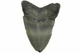 Serrated, Fossil Megalodon Tooth - North Carolina #200672-1